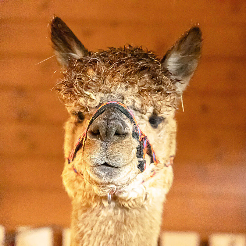 Alpaka